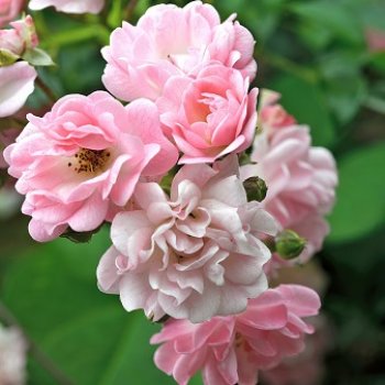 Rosa Banksiae, Ruža banksovej - ružová, kont. C3L, výška: 160-180 cm (-34°C) - POPÍNAVÁ
